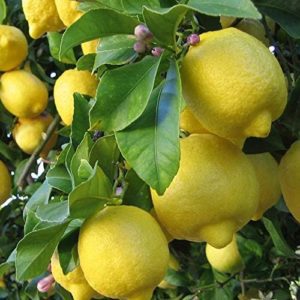 citrus galgal fruit