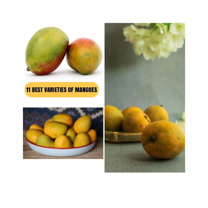 11 Best Varieties of Mangoes You Can’t Resist