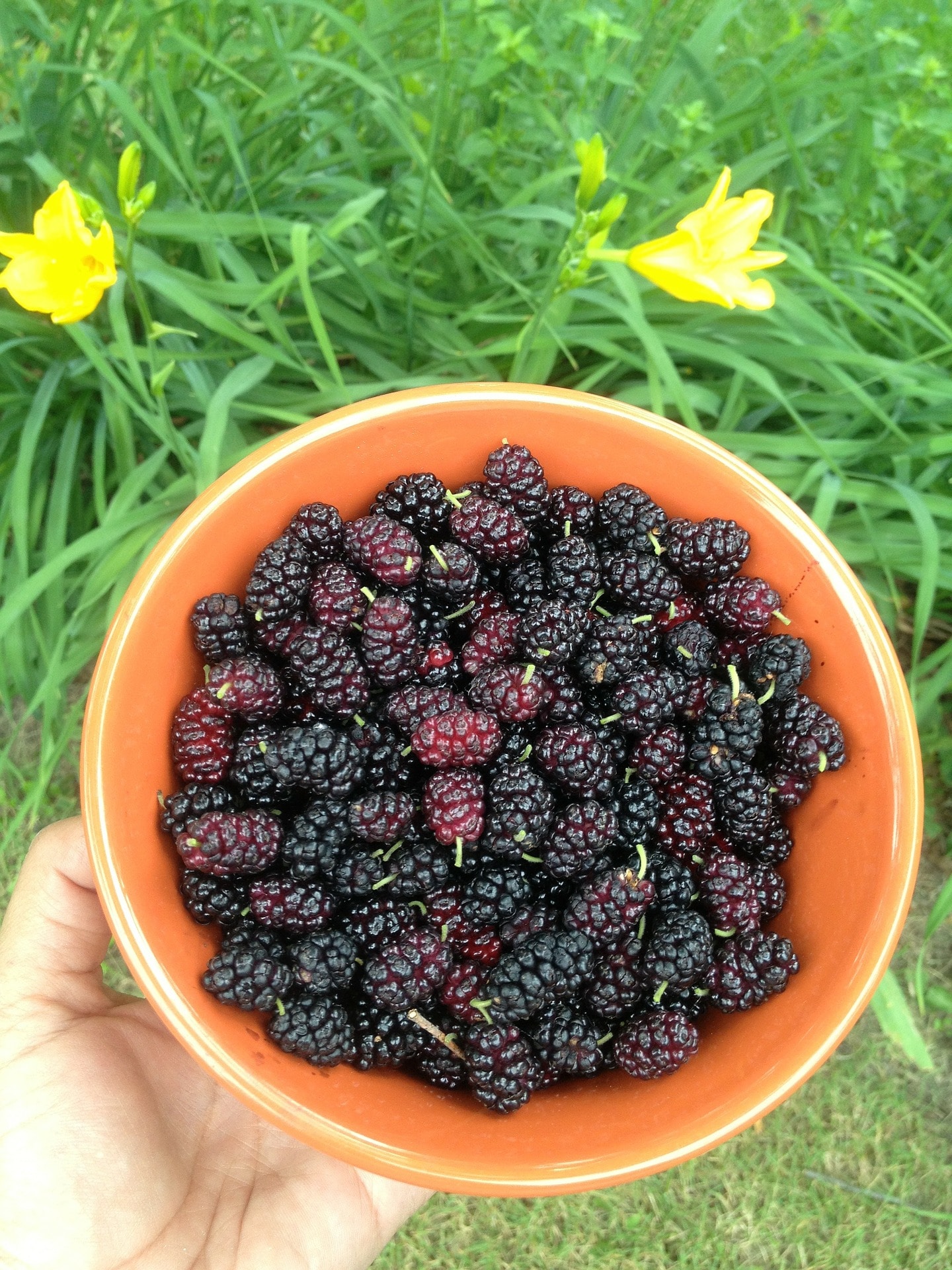 benefits of mulberries