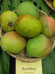 bombay mango