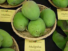 mulgoba mango