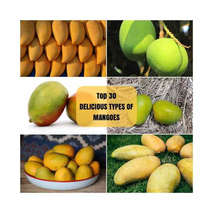 Different Types of Mangoes In India You Should Know About! – Devgad Mango