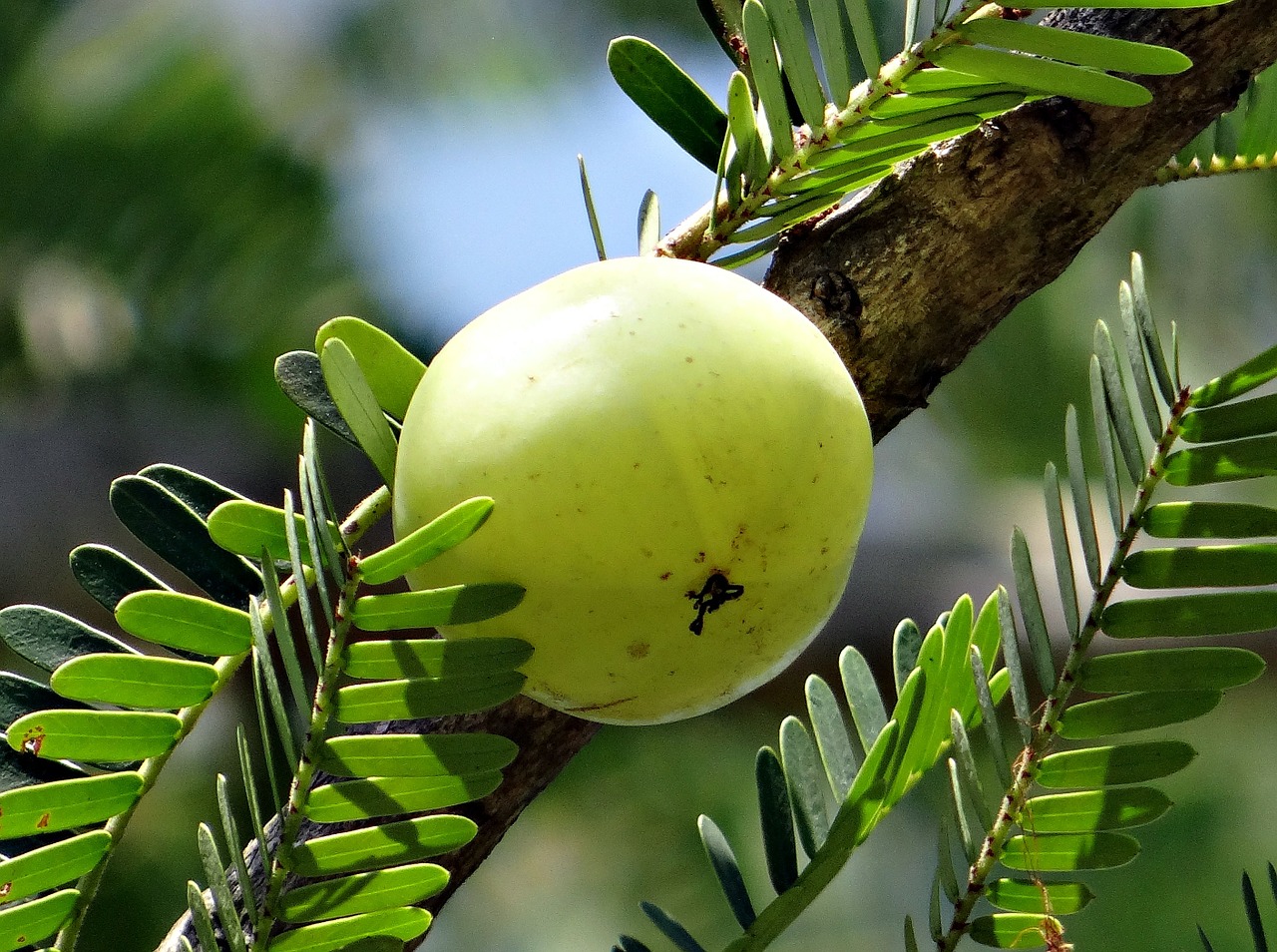 benefits and side-effects of amla powder