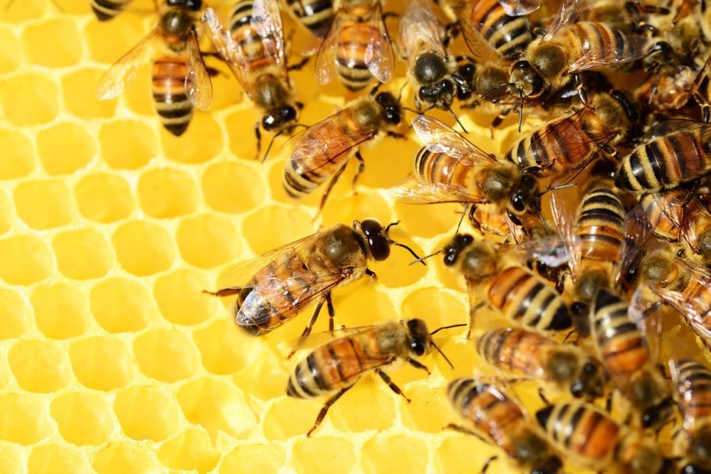 swarm of bees on a honeycomb