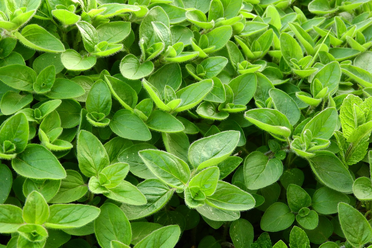 6 tasteful and beneficial substitutes for marjoram
