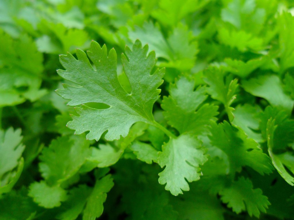 8 great substitute for parsley
