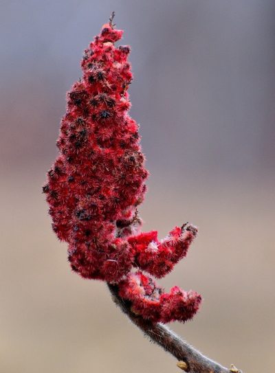 Best Sumac Substitute And How To Use It?