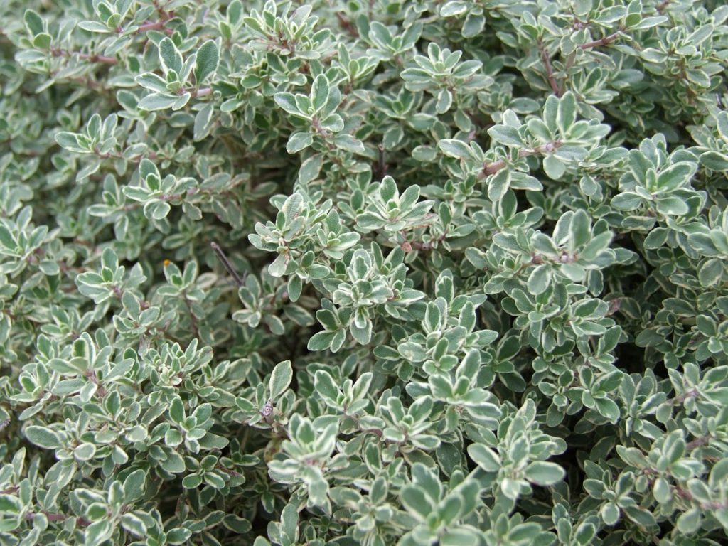 6 tasteful and beneficial substitutes for thyme