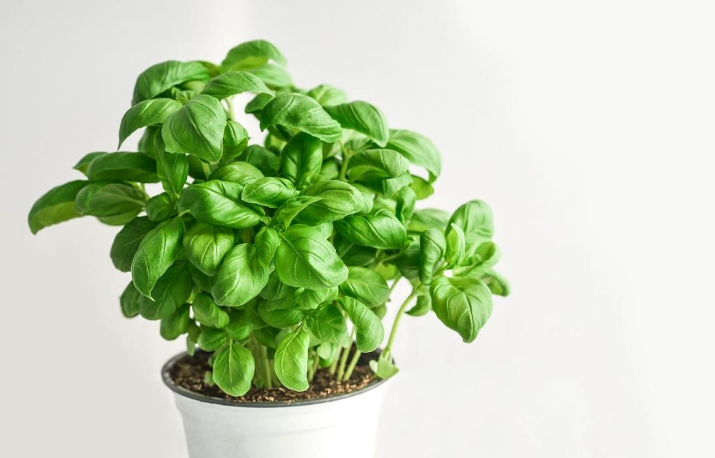 benefits of basil leaves