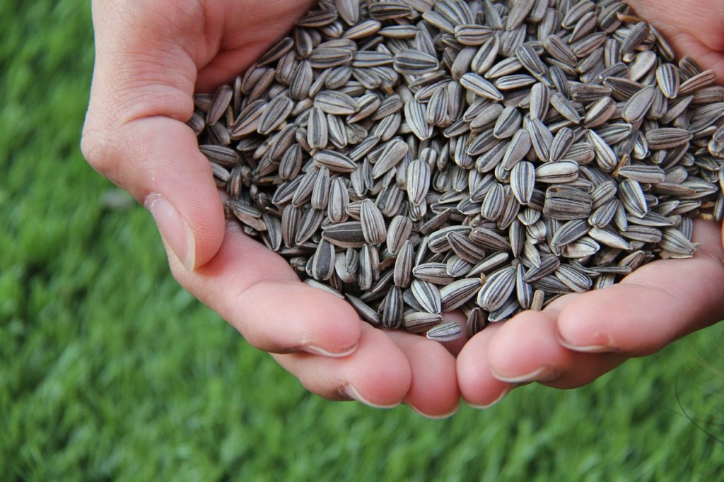 Share more than 144 sunflower seeds for hair best - POPPY