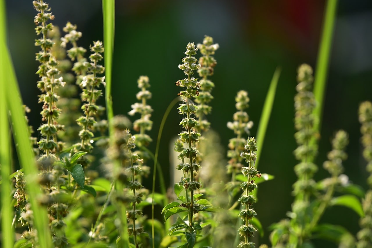 basil-seeds-benefits-top-reasons-to-add-sabja-seeds-to-your-diet