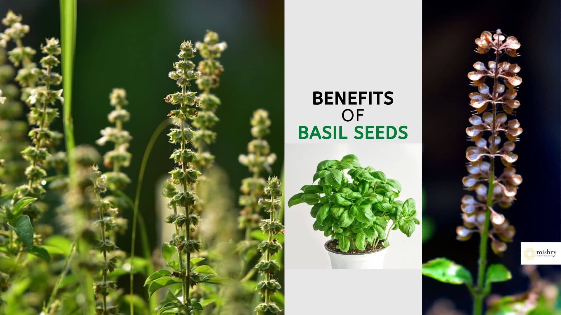 basil seeds benefits_ interesting reasons to eat sabja seeds daily