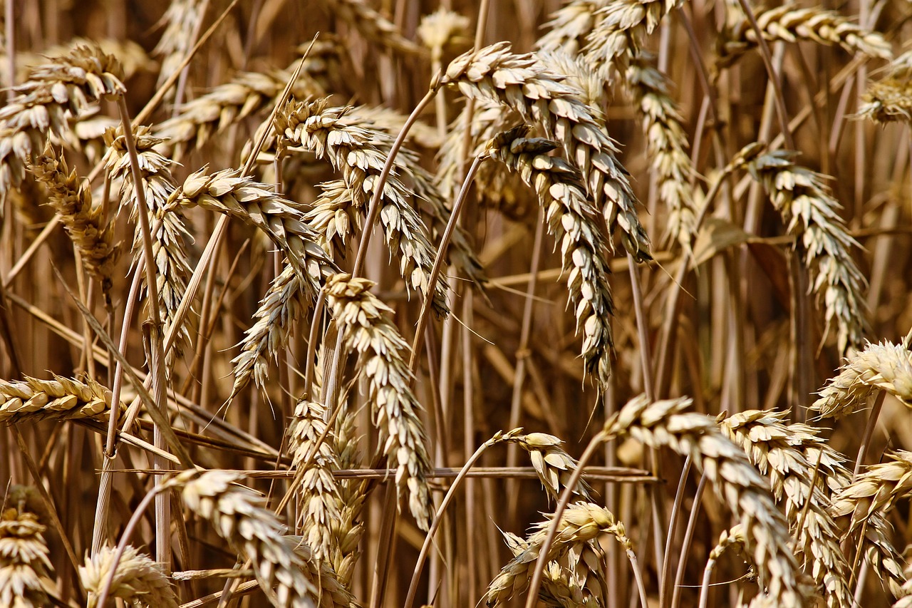whole grains cultivated