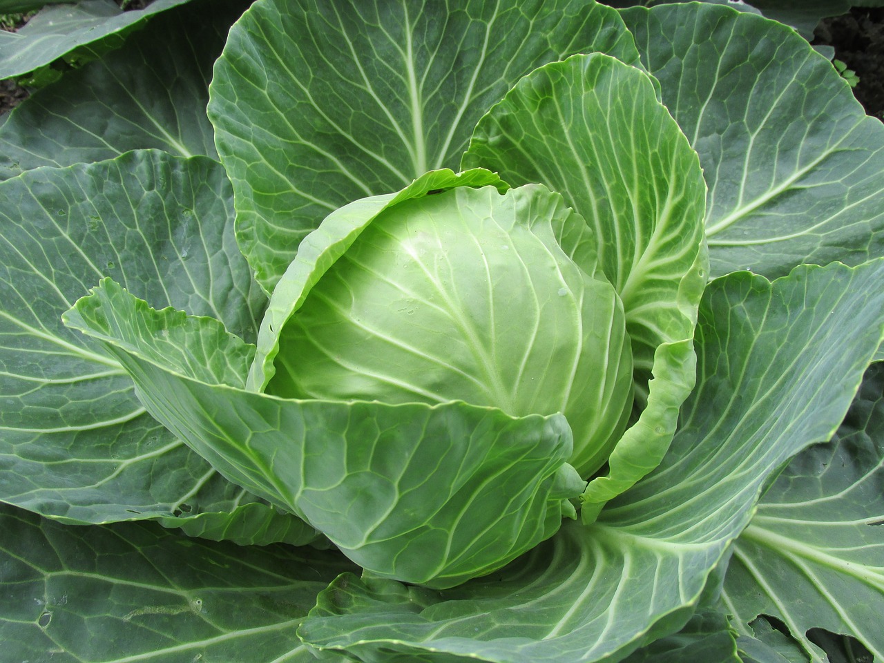 green vegetables for your winter diet