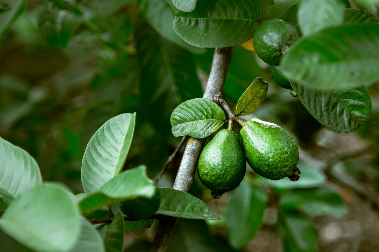 health benefits of guava leaves