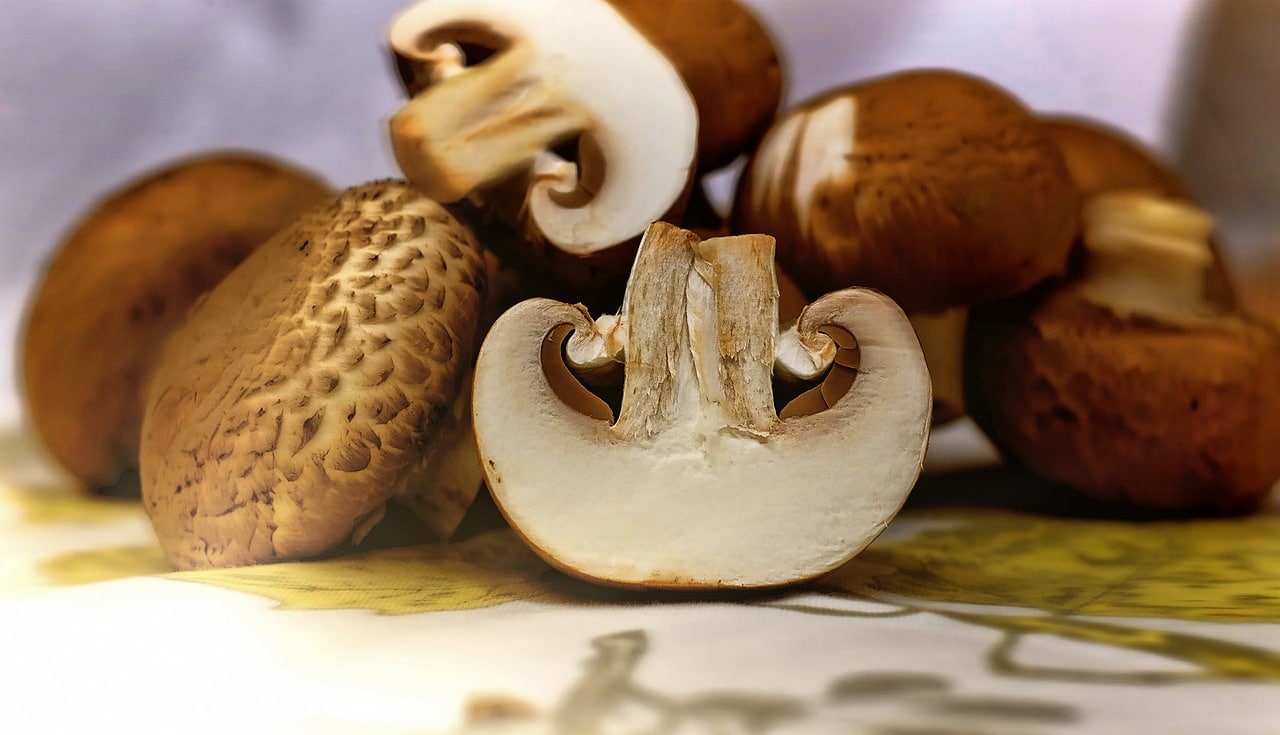 benefits of mushroom