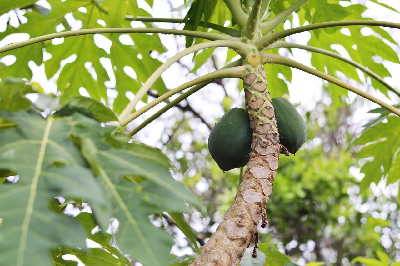 benefits of papaya leaves