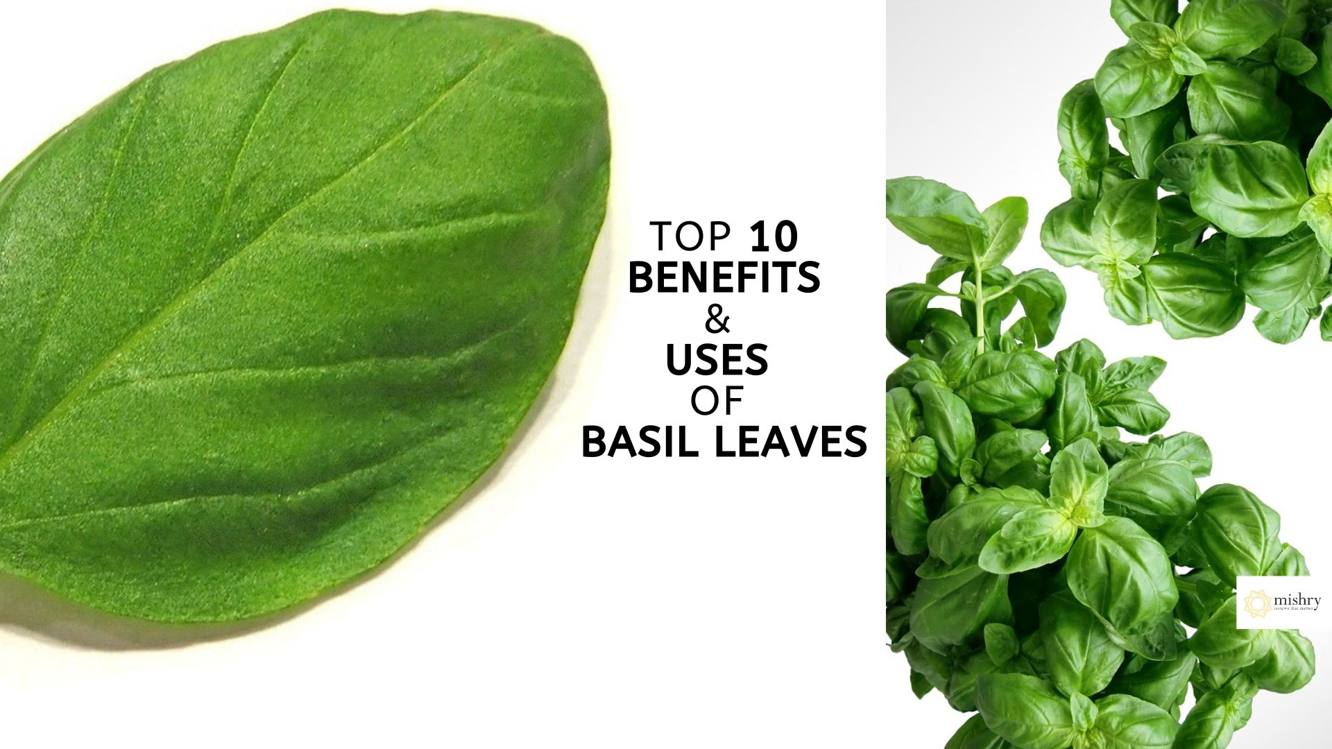 top 10 benefits & uses of basil leaves