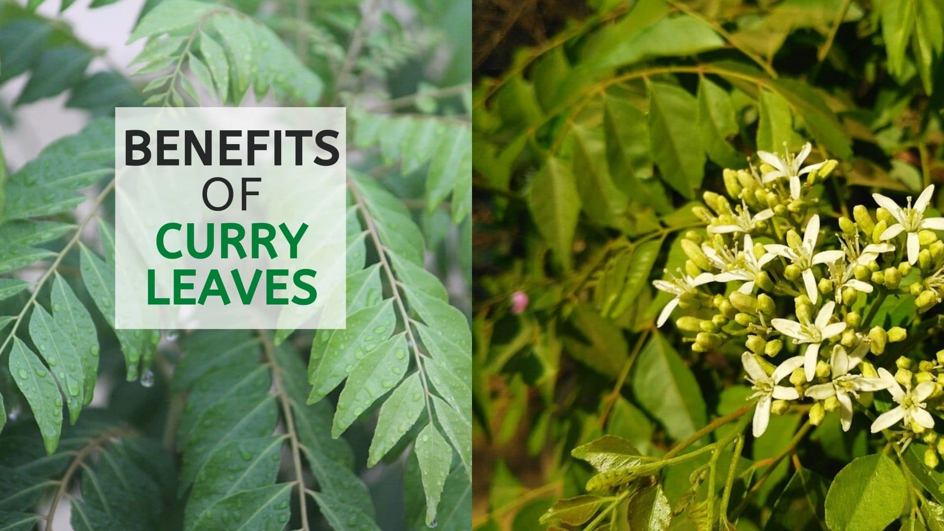 Chew on curry leaves Eat few leaves in their natural form to Uses Of Curry...