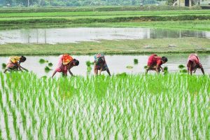 women engaged in farming and agriculture