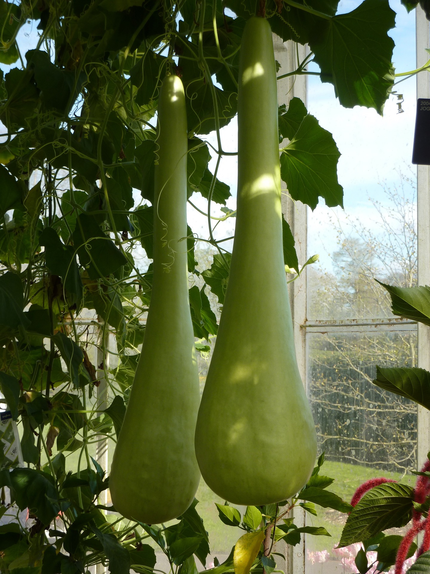 what-to-do-with-bottle-gourd-5-ways-to-use-ghiya