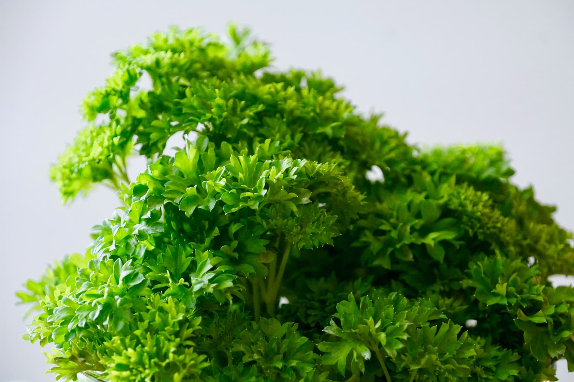 how-to-dry-parsley-all-you-need-to-know