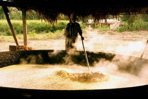 jaggery is being prepared in a large handa