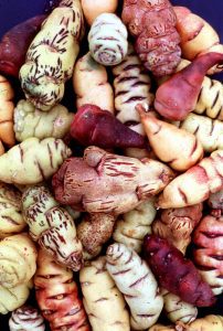 mashua root vegetable