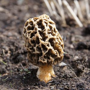 morel mushroom