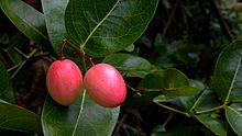 karonda fruit