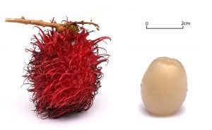 rambutan fruit