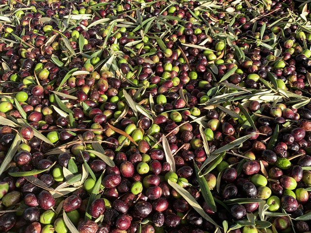 ripe olive fruit