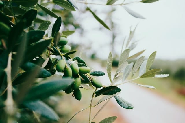 olive seeds