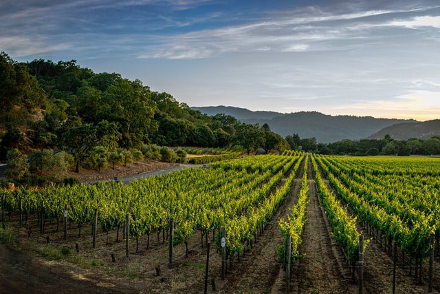  vineyards at dawn