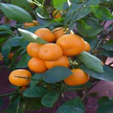 calamondins fruit