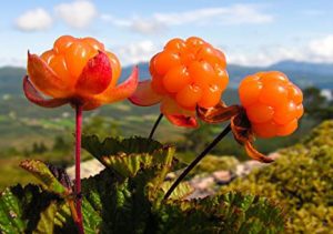 cloudberry fruit