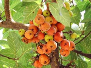 cluster fig fruit