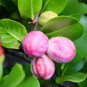 coco plum fruit