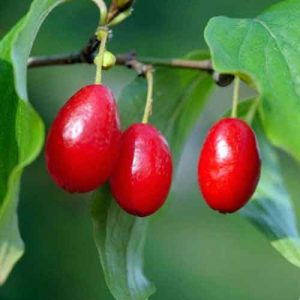 cornelian cherry fruit