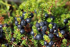 crowberry fruit