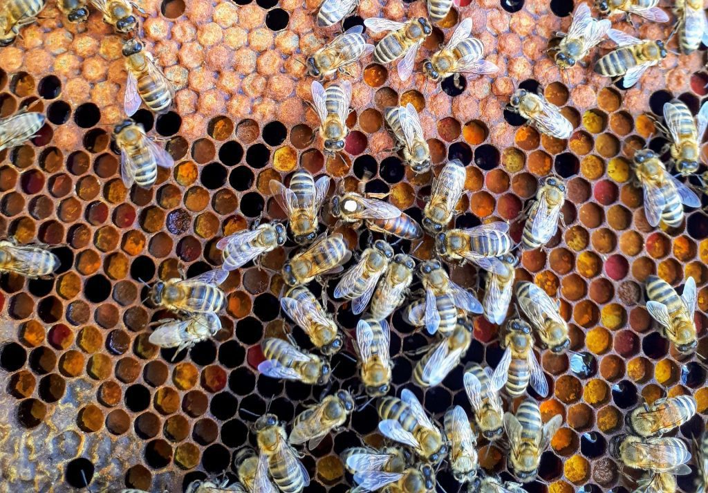 Beehives Give Huge Quantity Of Honey Every Year