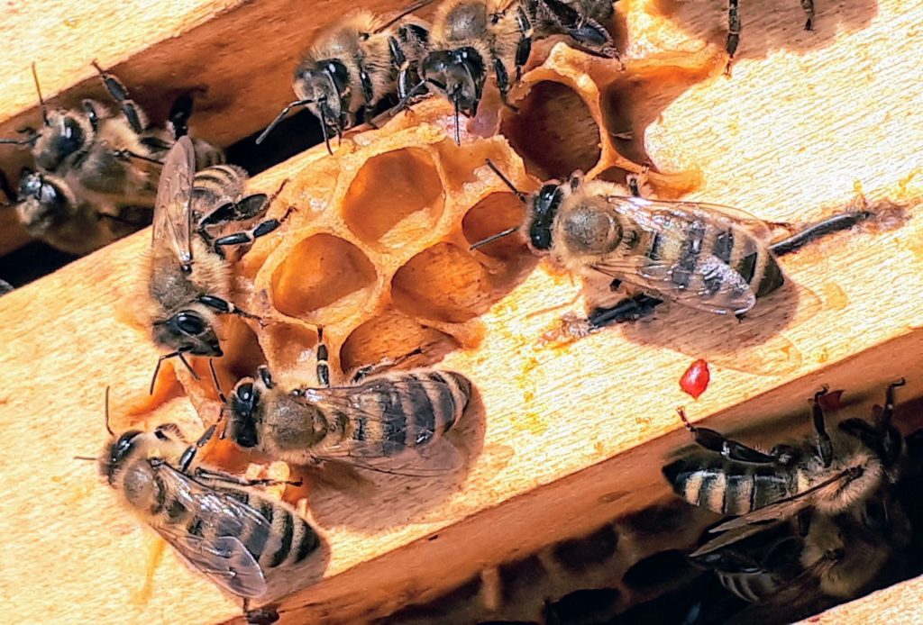 The Only Food Required By Bees To Sustain