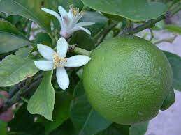 desert lime fruit