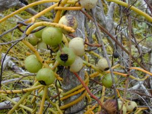 dodder laurel fruit