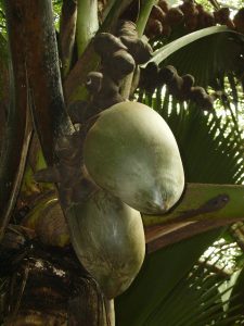 double coconut fruit