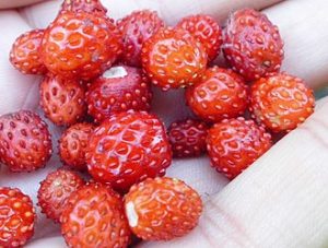 forest strawberry