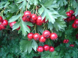 hawthorn fruit