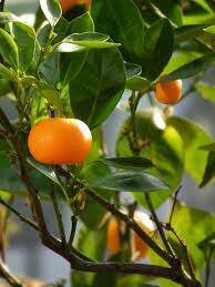 mandarin fruit