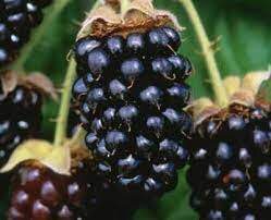Marionberry fruit